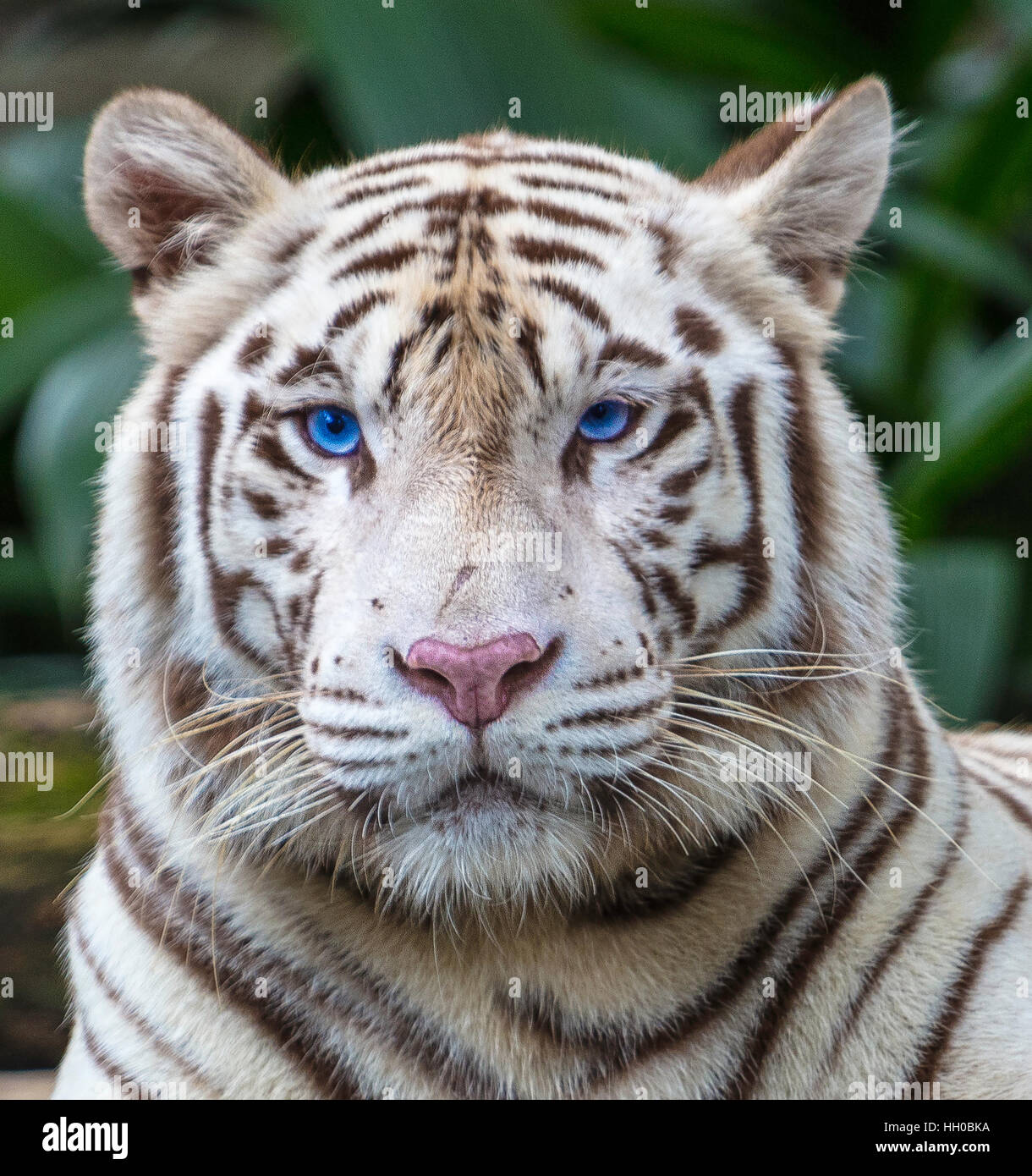 Close up of a white tiger Stock Photo
