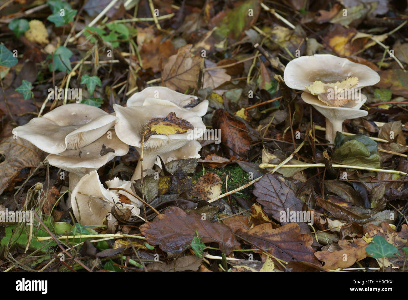 Clitocybe nebularis (Clouded Funnel) Stock Photo