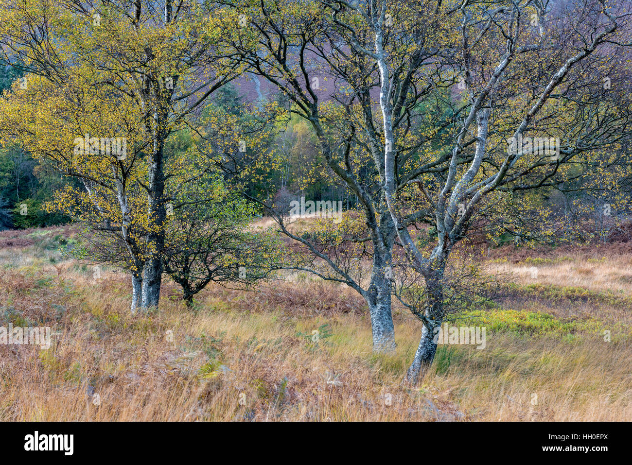 Birch trees in autumn Stock Photo