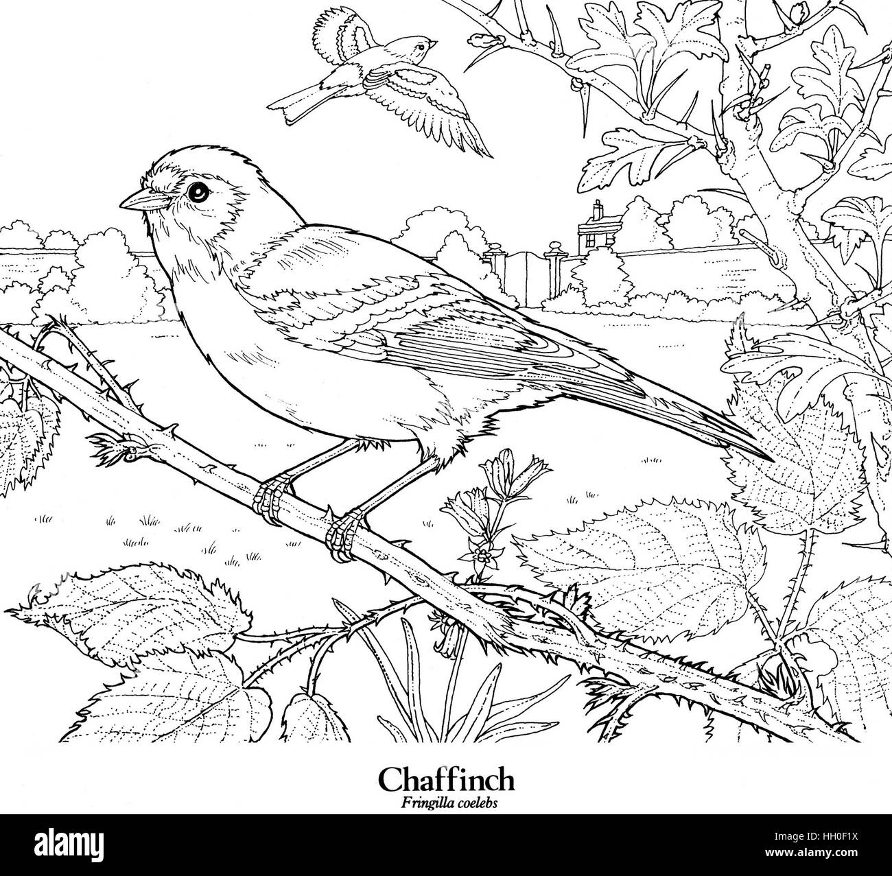 Chaffinch Fringilla coelebs. Black on white line drawing. Stock Photo