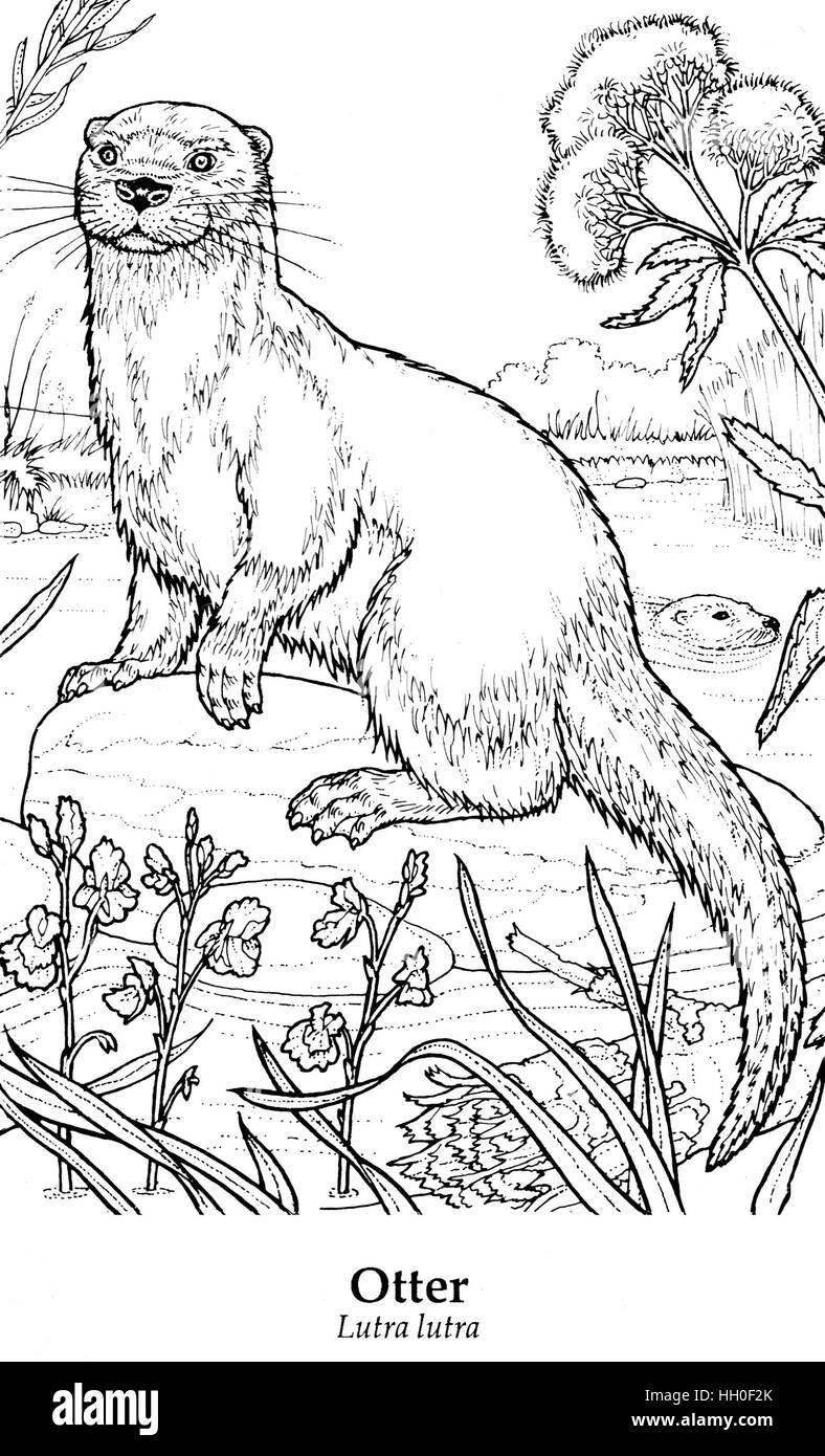 Otter Lutra lutra. Black on white line drawing. Stock Photo