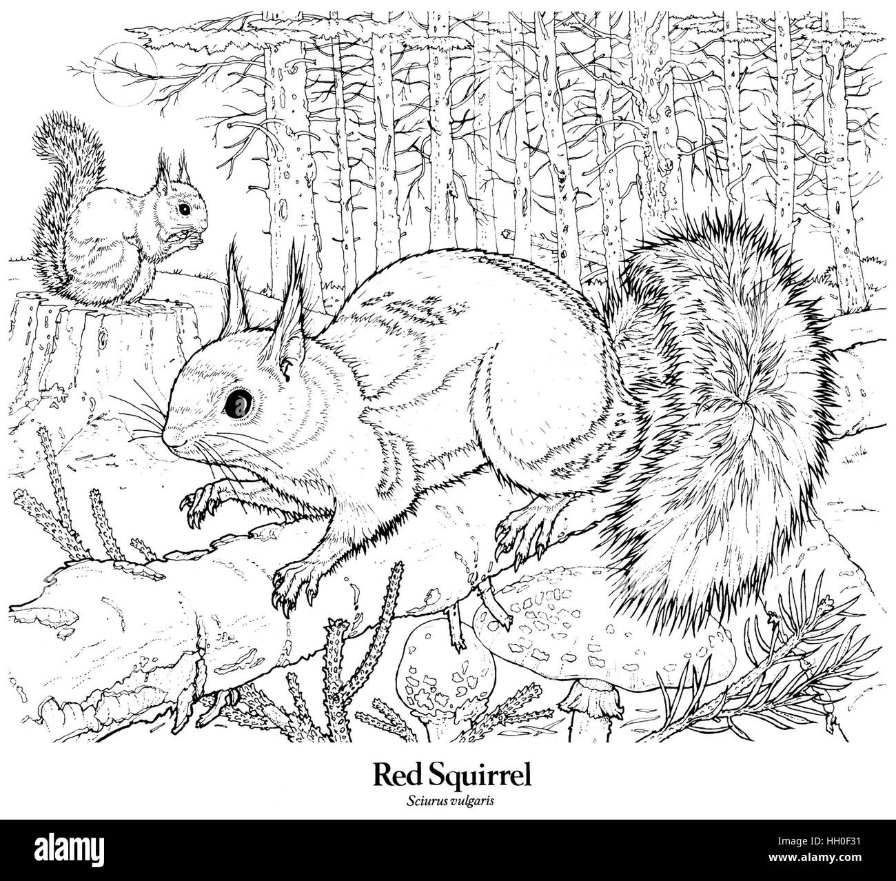 Red Squirrel Sciurus vulgaris. Scarce British resident. Black on white line drawing. Stock Photo