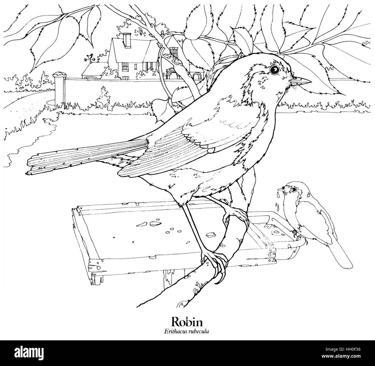 Robin Erithacus rubecula. A British resident and the National Bird of Britain. Black on white line drawing. Stock Photo