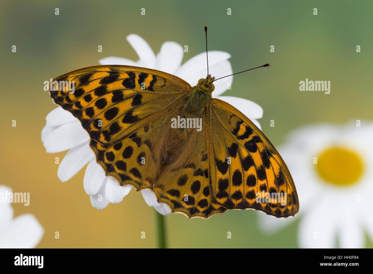 Kaisermantel, Weibchen, Silberstrich, Argynnis paphia, Silver-washed fritillary, female, Le Tabac d'Espagne, Edelfalter, Nymphalidae Stock Photo