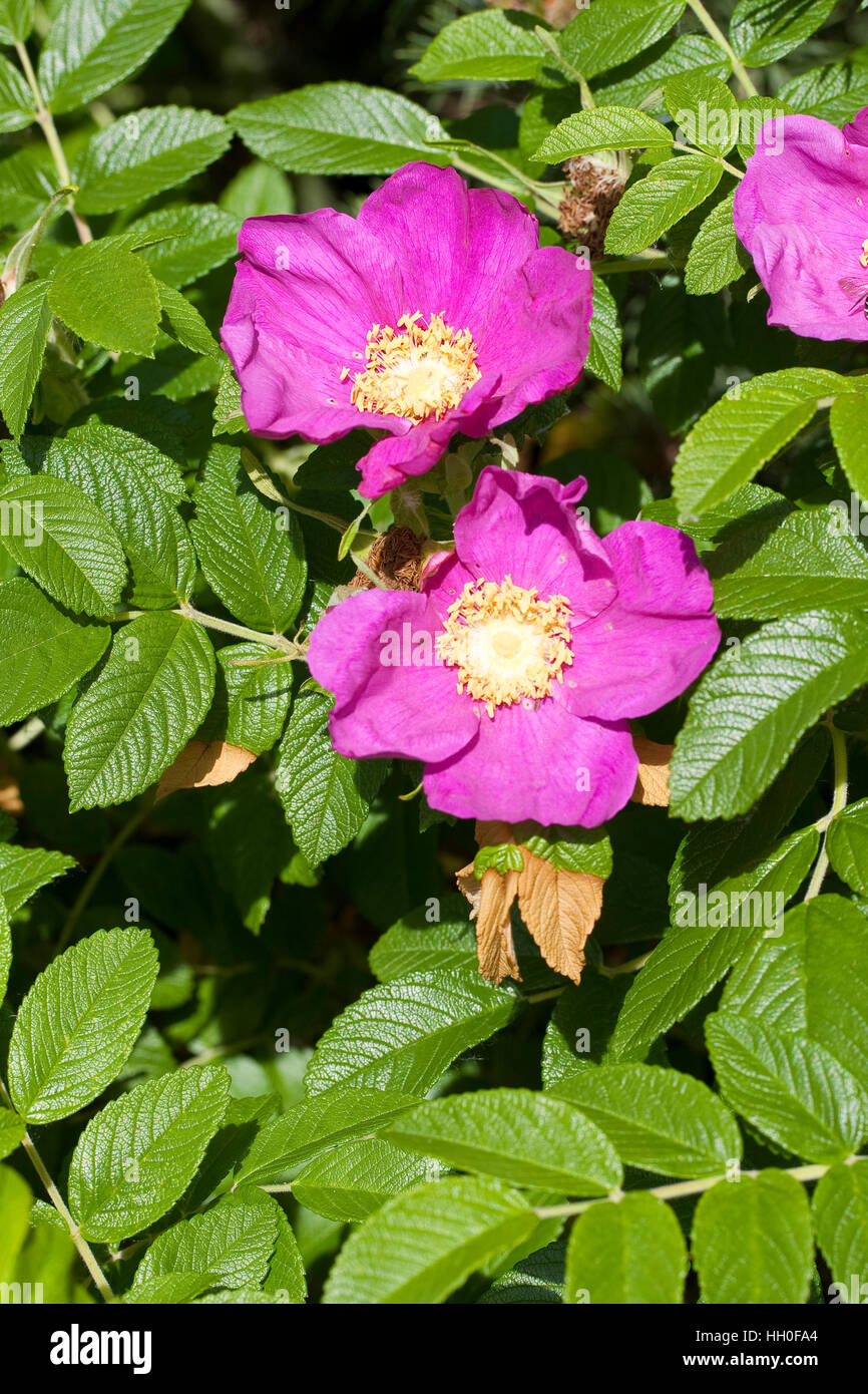 Kartoffel-Rose, Kartoffelrose, Runzel-Rose, Runzelrose, Rose, Blüten, Rosa rugosa, Japanese Rose Stock Photo