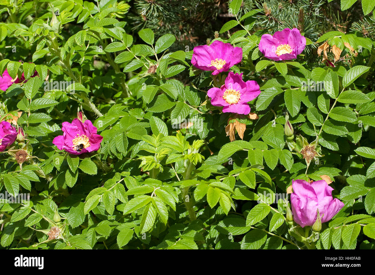 Kartoffel-Rose, Kartoffelrose, Runzel-Rose, Runzelrose, Rose, Blüten, Rosa rugosa, Japanese Rose Stock Photo