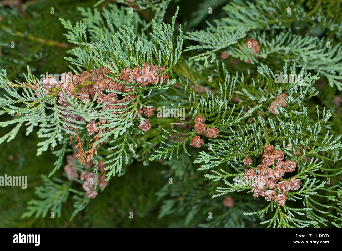 Lawsons-Scheinzypresse, Lawsons Scheinzypresse, Zypresse, Chamaecyparis lawsoniana, Lawson´s Cypress, Lawson Cypress Stock Photo