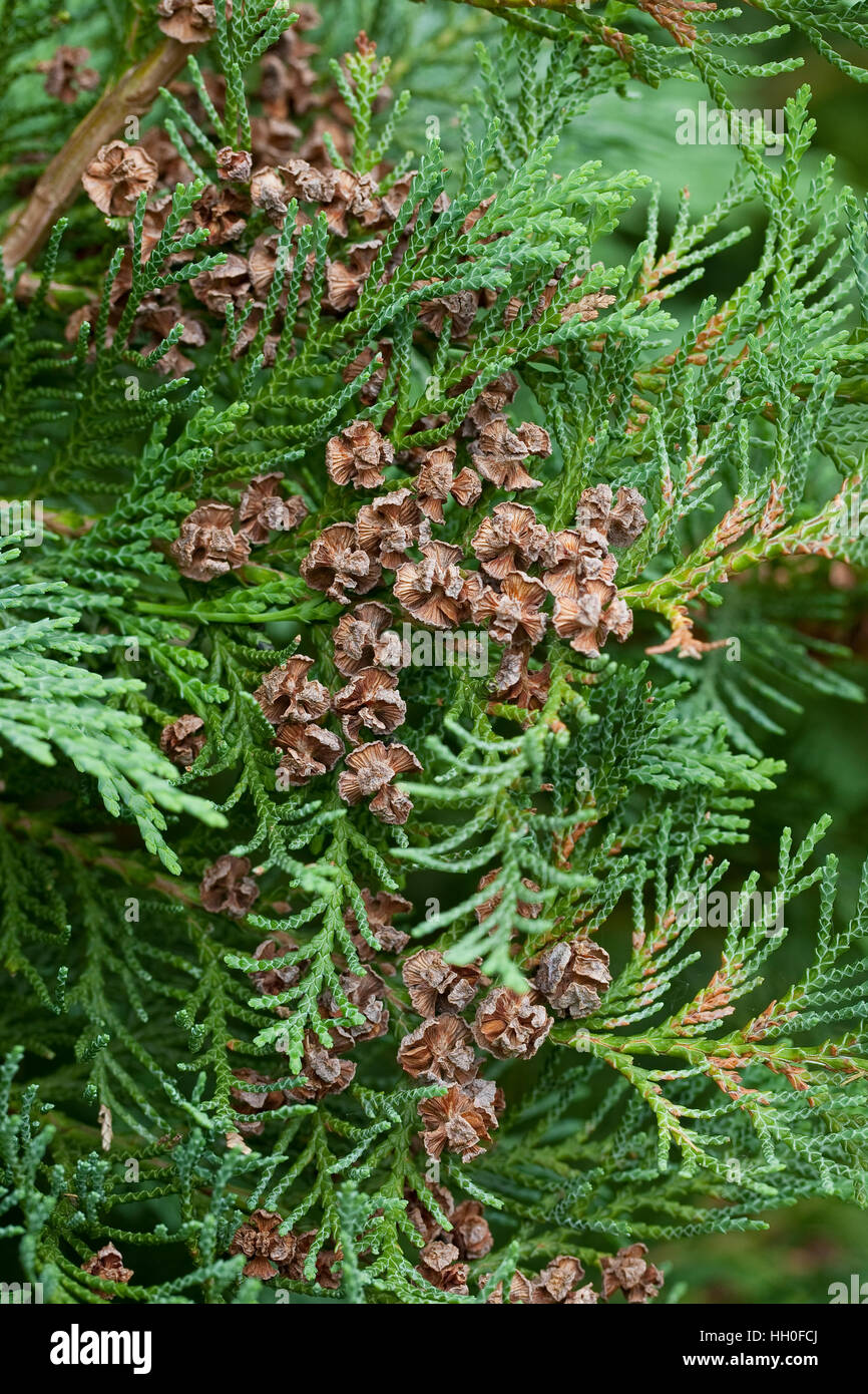 Lawsons-Scheinzypresse, Lawsons Scheinzypresse, Zypresse, Chamaecyparis lawsoniana, Lawson´s Cypress, Lawson Cypress Stock Photo