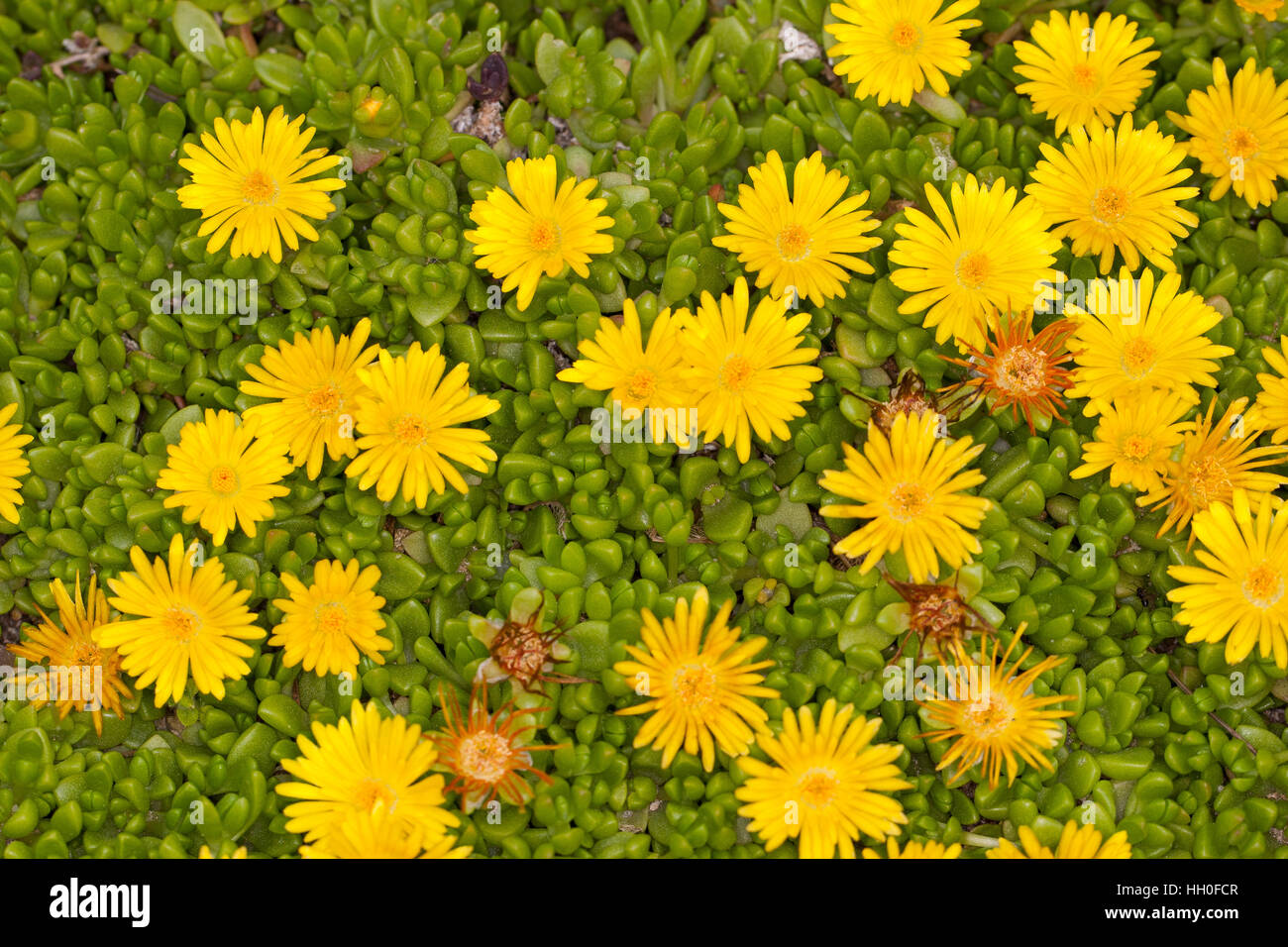 Lesotho-Mittagsblume, Lesotho-Stauden-Mittagsblume, Mittagsblume, Delosperma nubigenum, Yellow Ice Plant Stock Photo