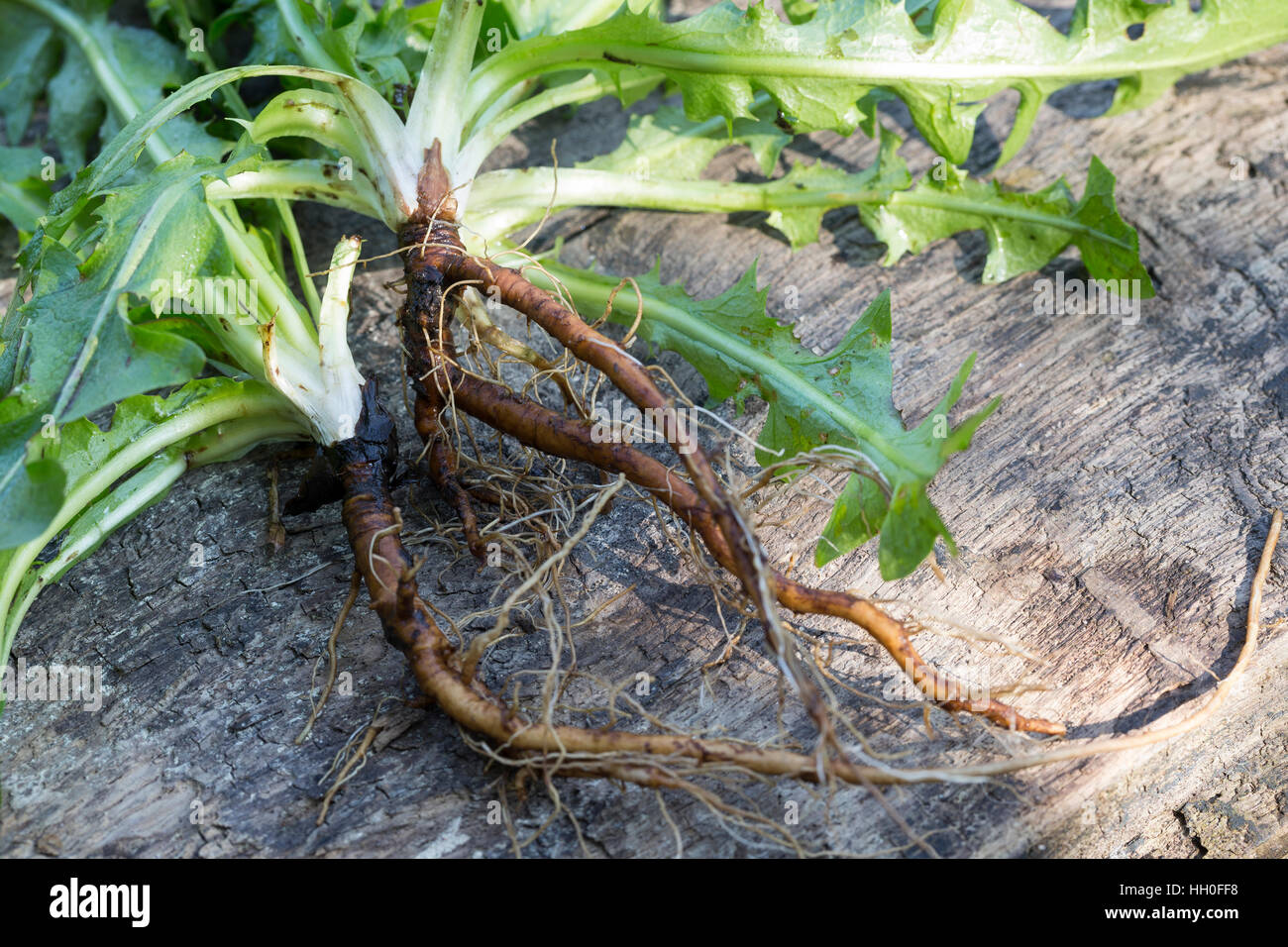 Löwenzahn-Wurzel, Löwenzahn-Wurzeln, Löwenzahnwurzel, Löwenzahnwurzeln, Wiesen-Löwenzahn, Radix Taraxaci, Taraxaci radix, Gemeiner Löwenzahn, Wurzel,  Stock Photo