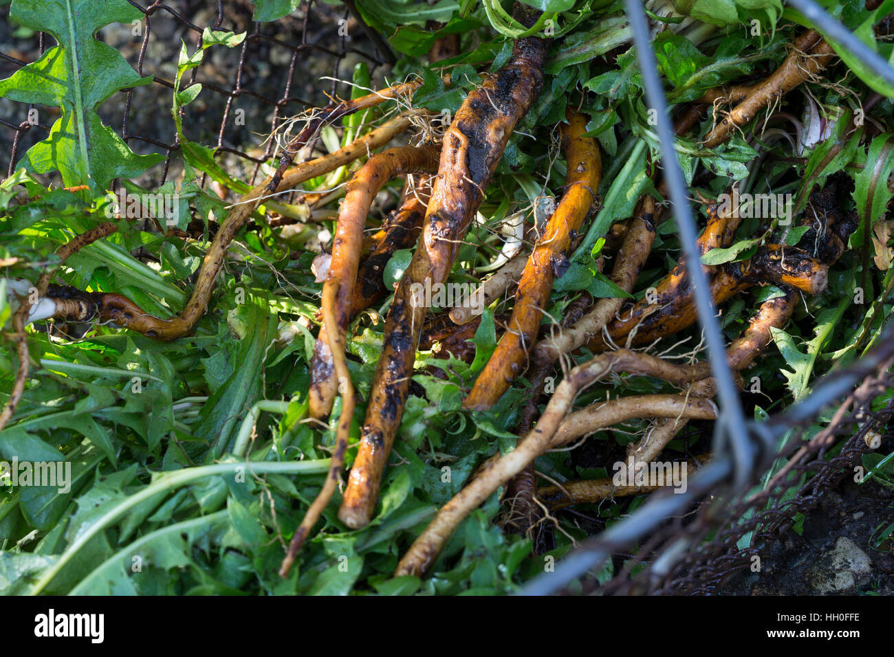 Löwenzahn-Wurzel, Löwenzahn-Wurzeln, Löwenzahnwurzel, Löwenzahnwurzeln, Wiesen-Löwenzahn, Radix Taraxaci, Taraxaci radix, Gemeiner Löwenzahn, Wurzel,  Stock Photo