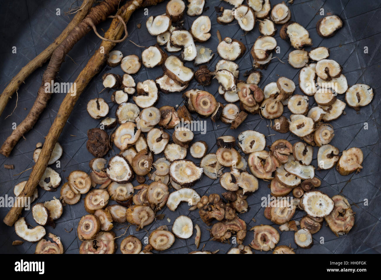 Löwenzahn-Wurzel, Löwenzahn-Wurzeln, Löwenzahnwurzel, Löwenzahnwurzeln, Wiesen-Löwenzahn, Radix Taraxaci, Taraxaci radix, Zerkleinerte Wurzeln werden  Stock Photo