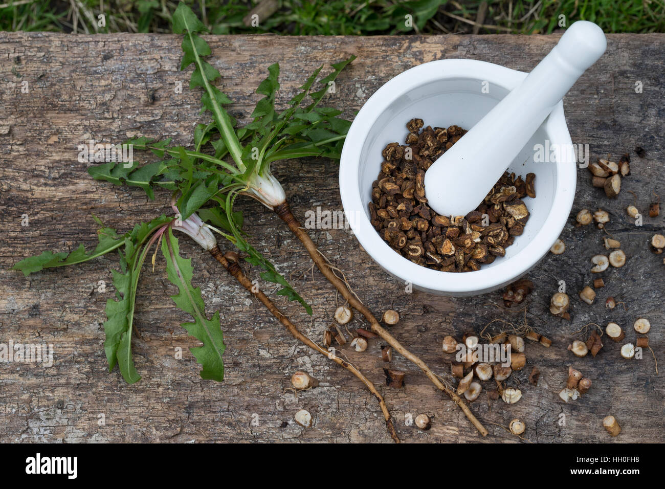 Löwenzahn-Wurzel, Löwenzahn-Wurzeln, Löwenzahnwurzel, Löwenzahnwurzeln, Wiesen-Löwenzahn, Radix Taraxaci, Taraxaci radix, zerkleinerte und geröstete W Stock Photo