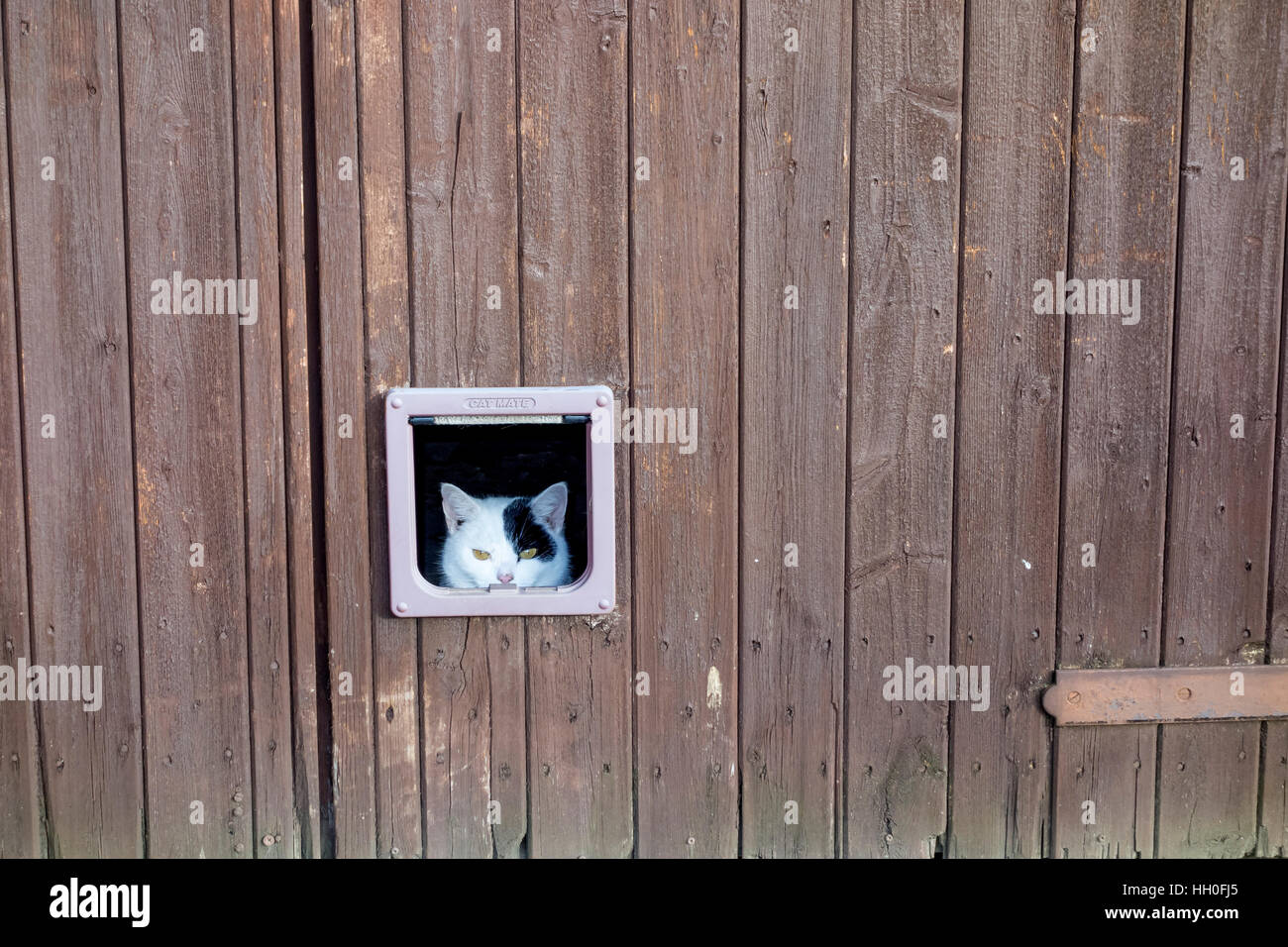 Black and white domestic cat looking through cat flap in large wood door Milton Cambridge Cambridgeshire England UK 2017 Stock Photo