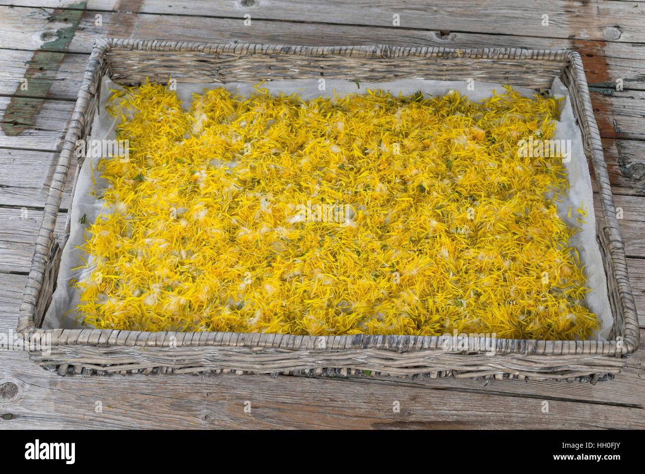 Löwenzahnblüten trocknen auf einem Tablett, getrocknete Blüten, Blüte,  Löwenzahn-Blüten-Ernte, Wiesen-Löwenzahn, Gemeiner Löwenzahn, Kuhblume,  Taraxac Stock Photo - Alamy