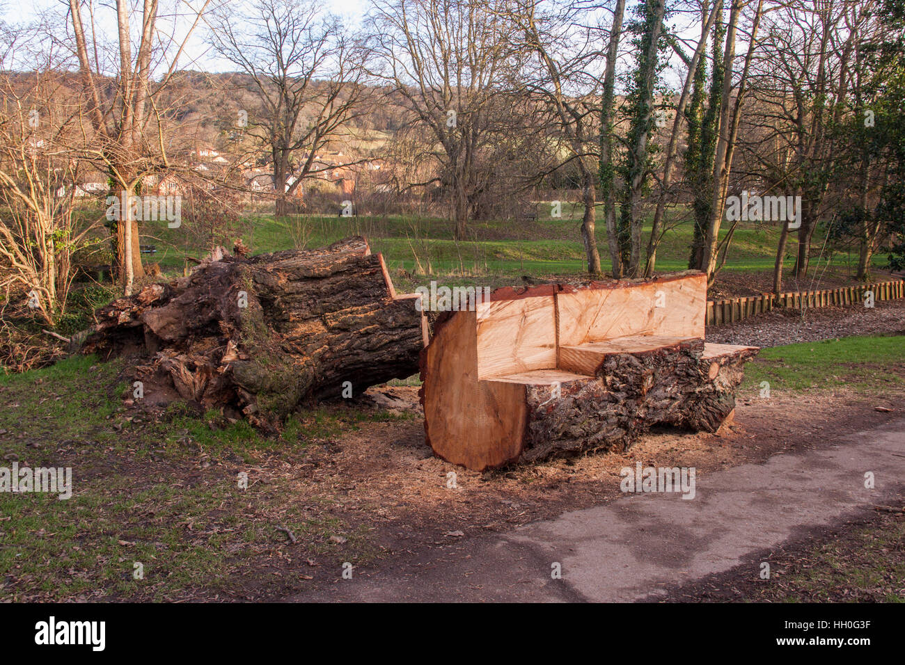 Benches cut roughly weith a chainsaw from a fallen Scots Pine tree on the Byes, Sidmouth, Devon. Stock Photo