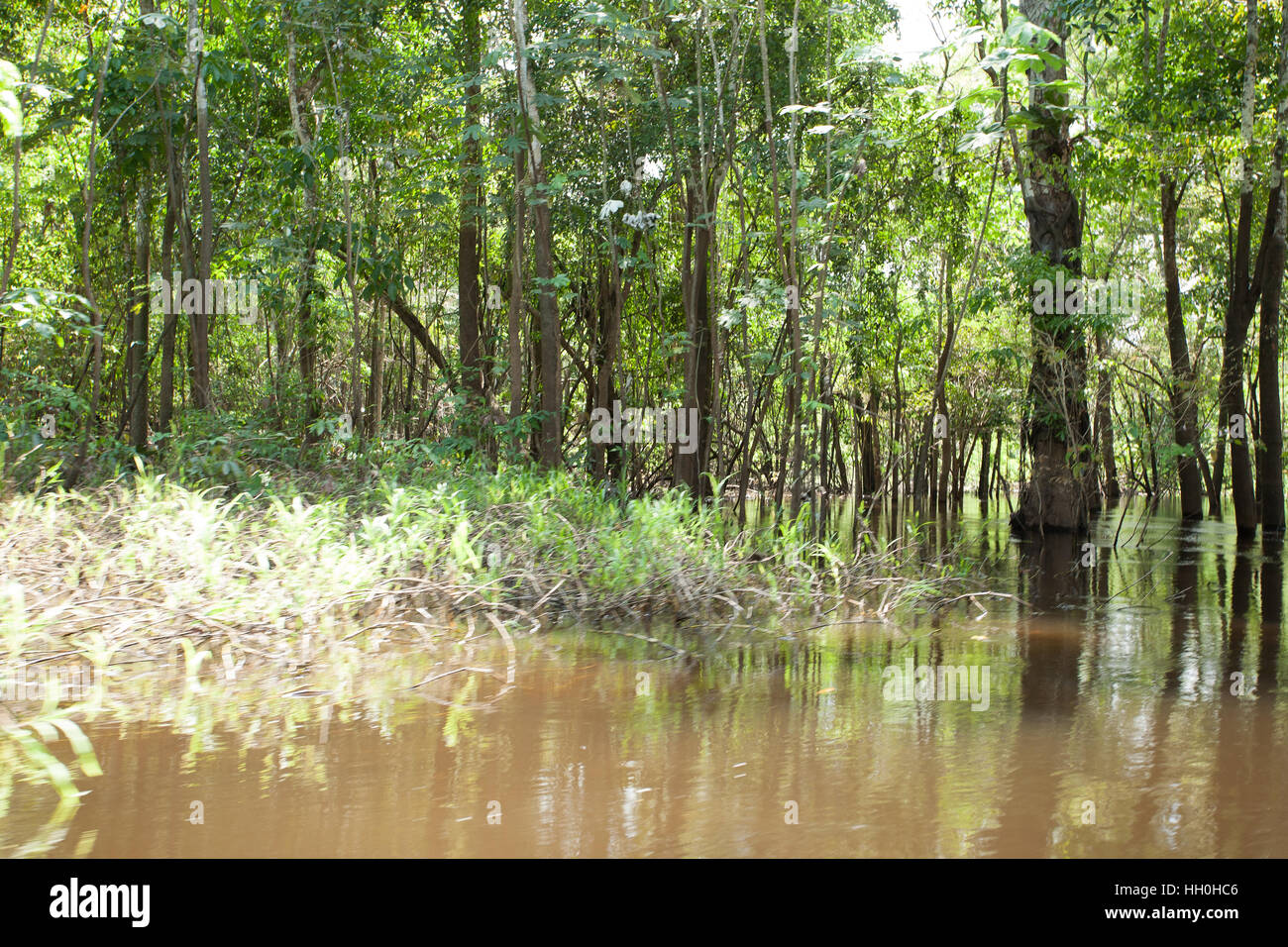 Panorama from Amazon rainforest, Brazilian wetland region. Navigable ...