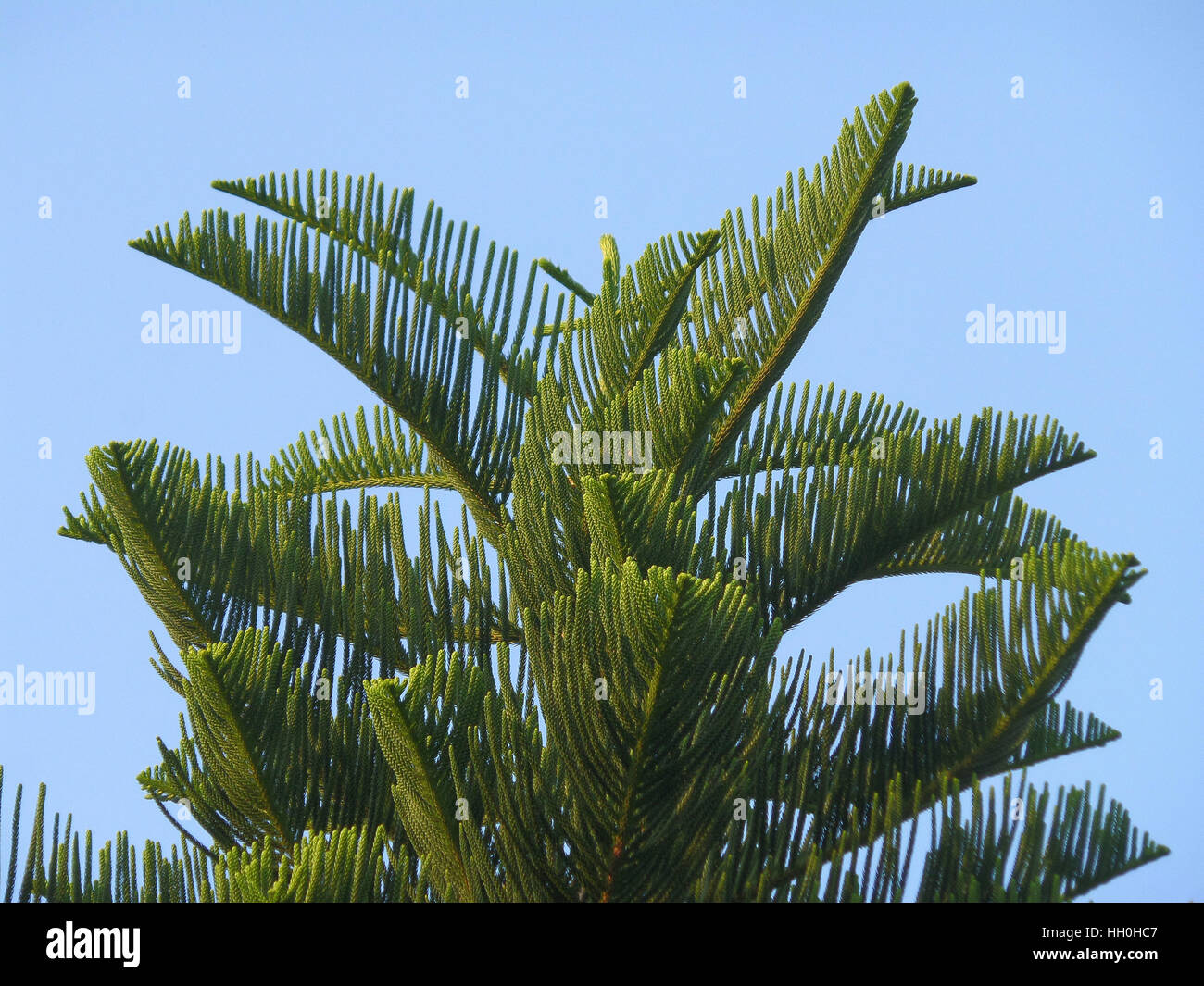 Cook Pine Araucaria columnaris hi-res stock photography and images - Alamy
