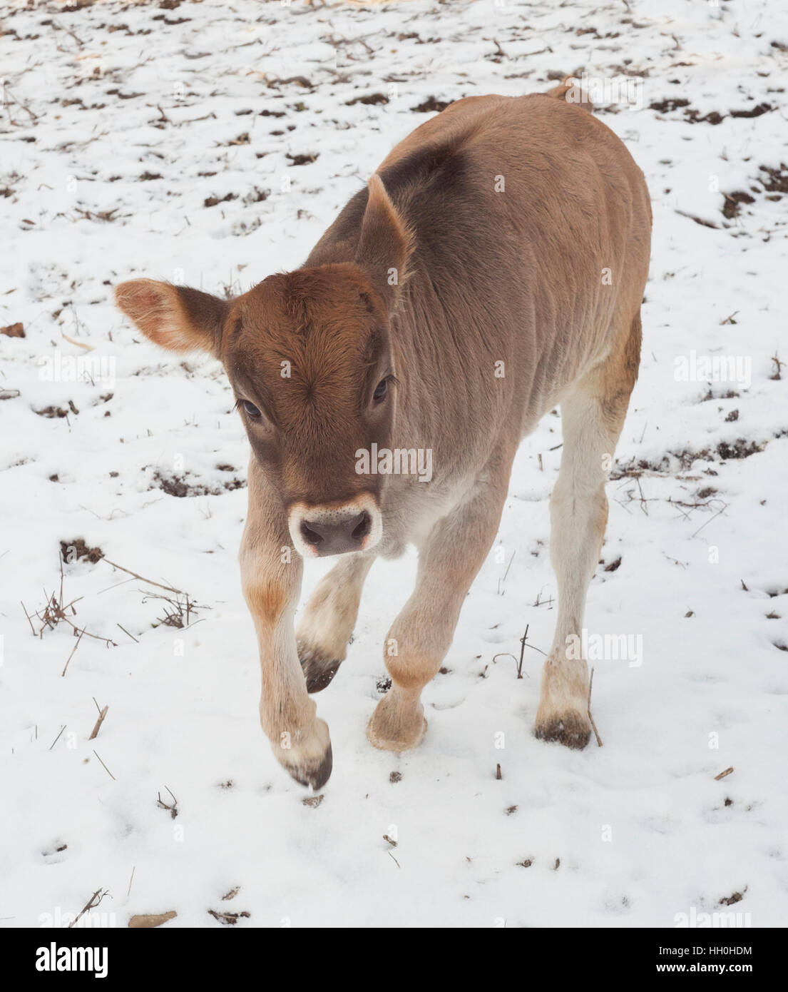 calf playing in snow Stock Photo