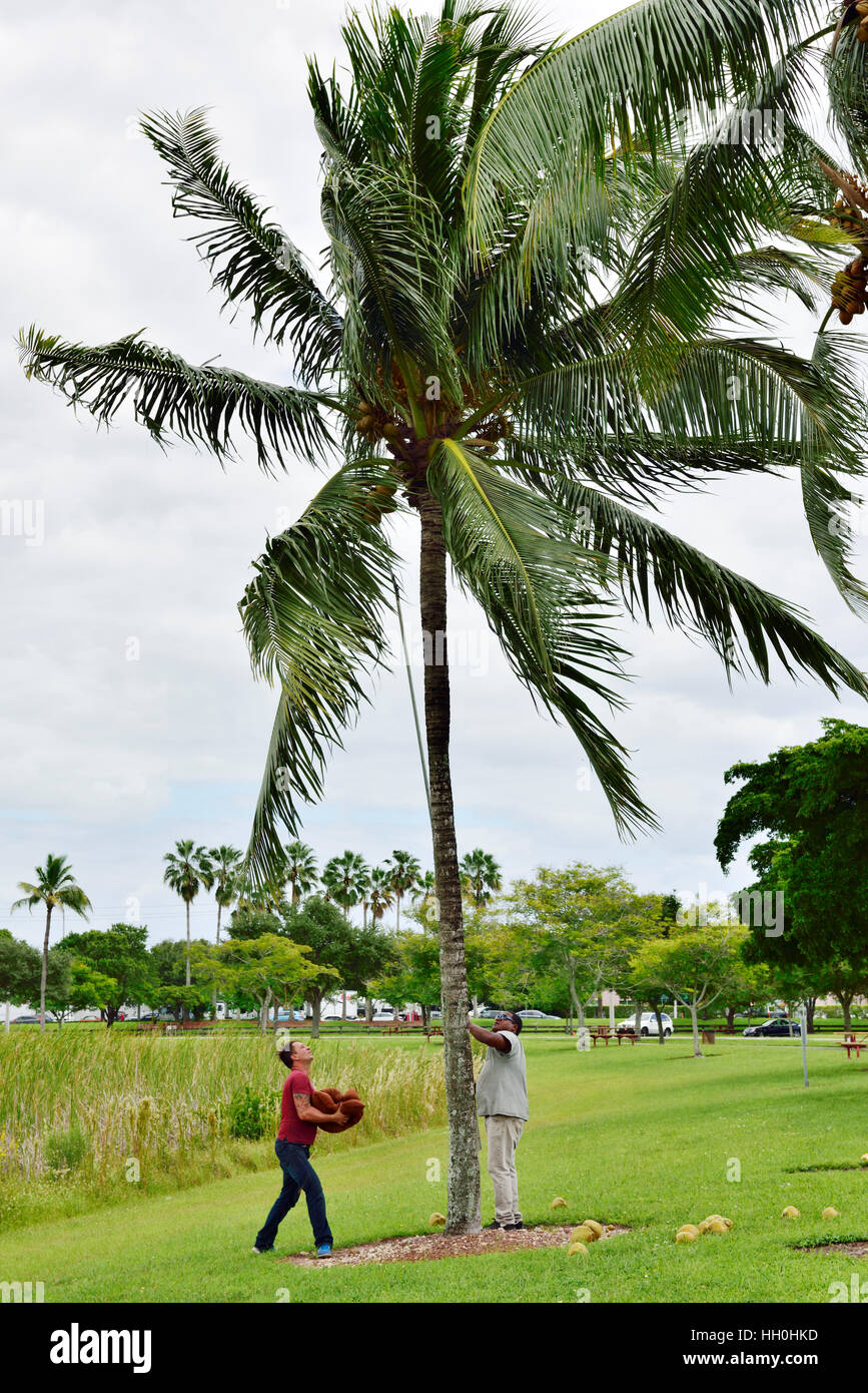 Two men harvesting coconuts from palm tree for safety and to sell the