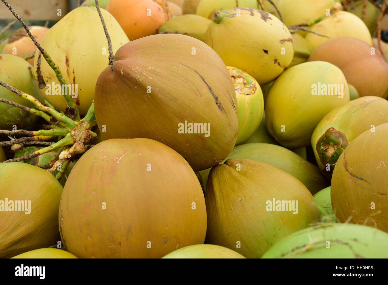 Immature fresh green coconuts harvested for their coconut water, Doral