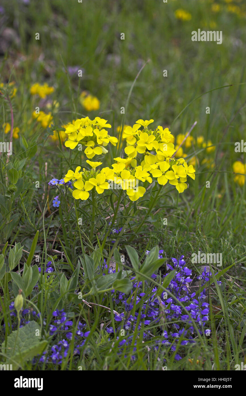 Decumbent treacle mustard Erysimum decumbens Parc Naturel Region du ...