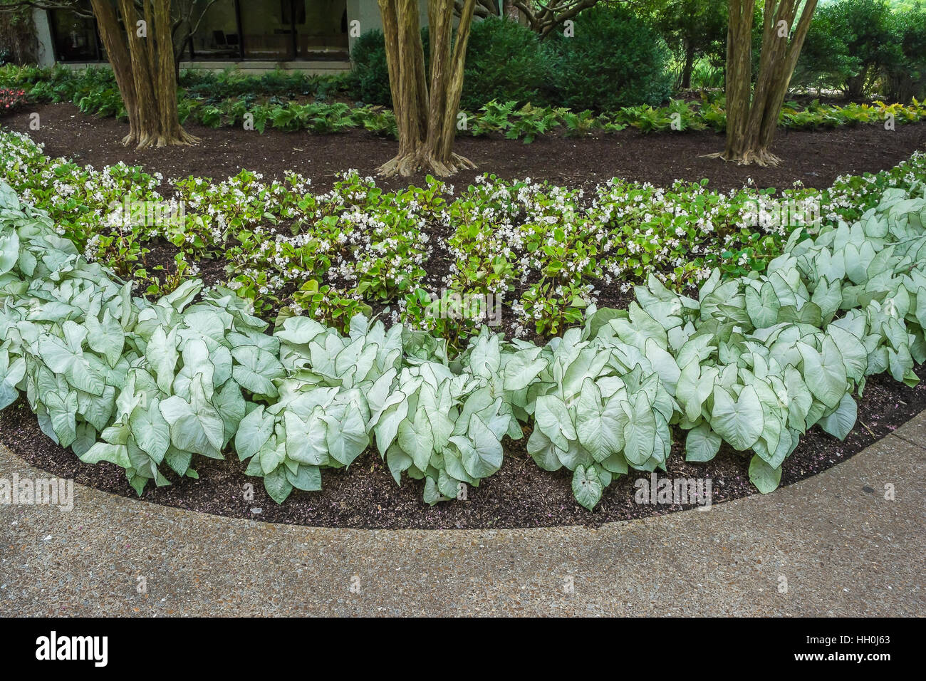 White Elephant Ears Stock Photo Alamy