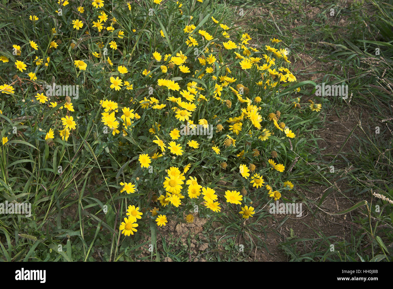 Corn marigold Chrysanthemum segetum France Stock Photo Alamy