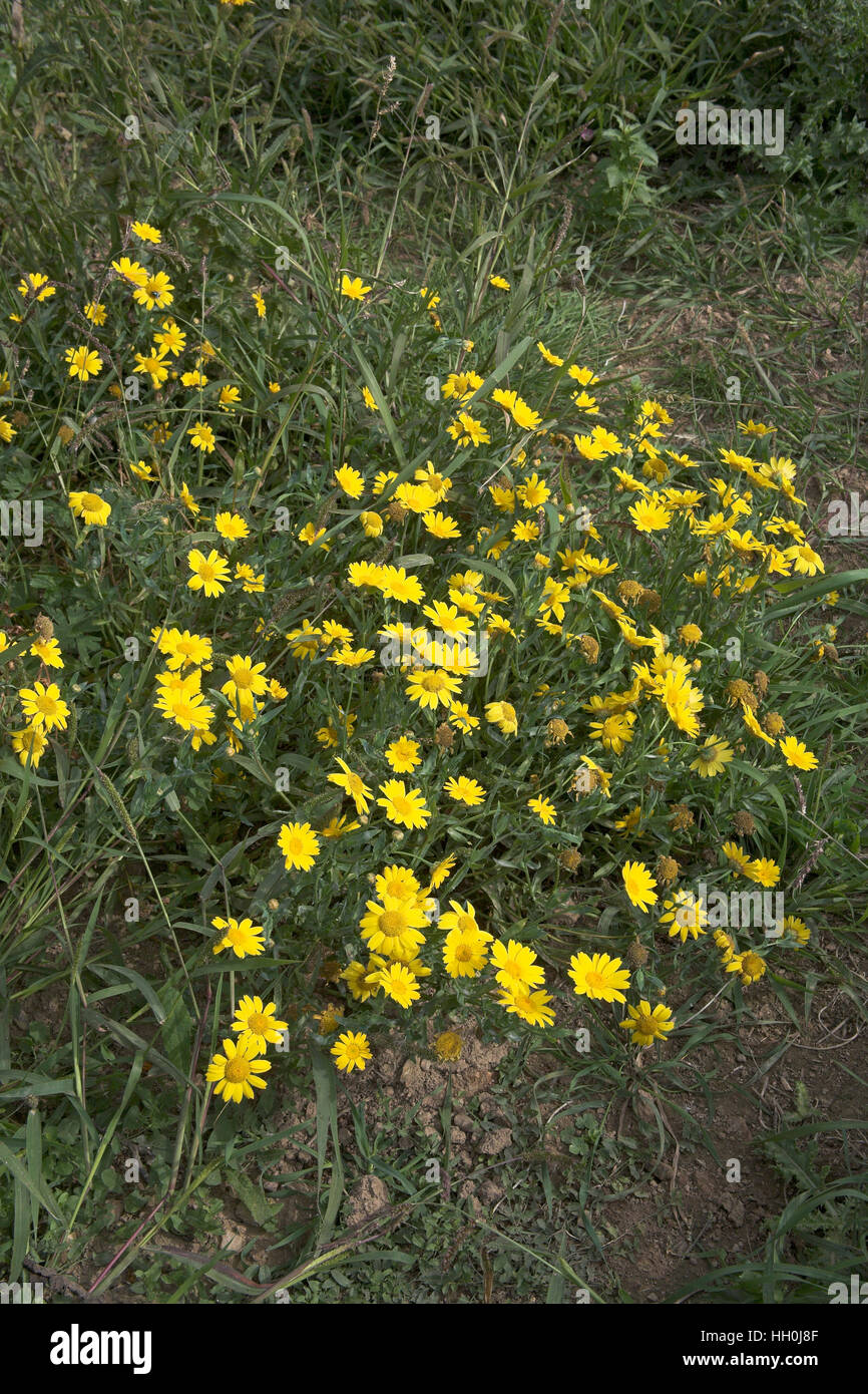 Corn marigold Chrysanthemum segetum France Stock Photo