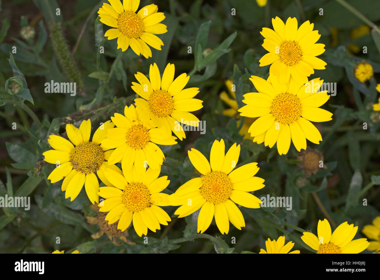 Corn marigold Chrysanthemum segetum France Stock Photo