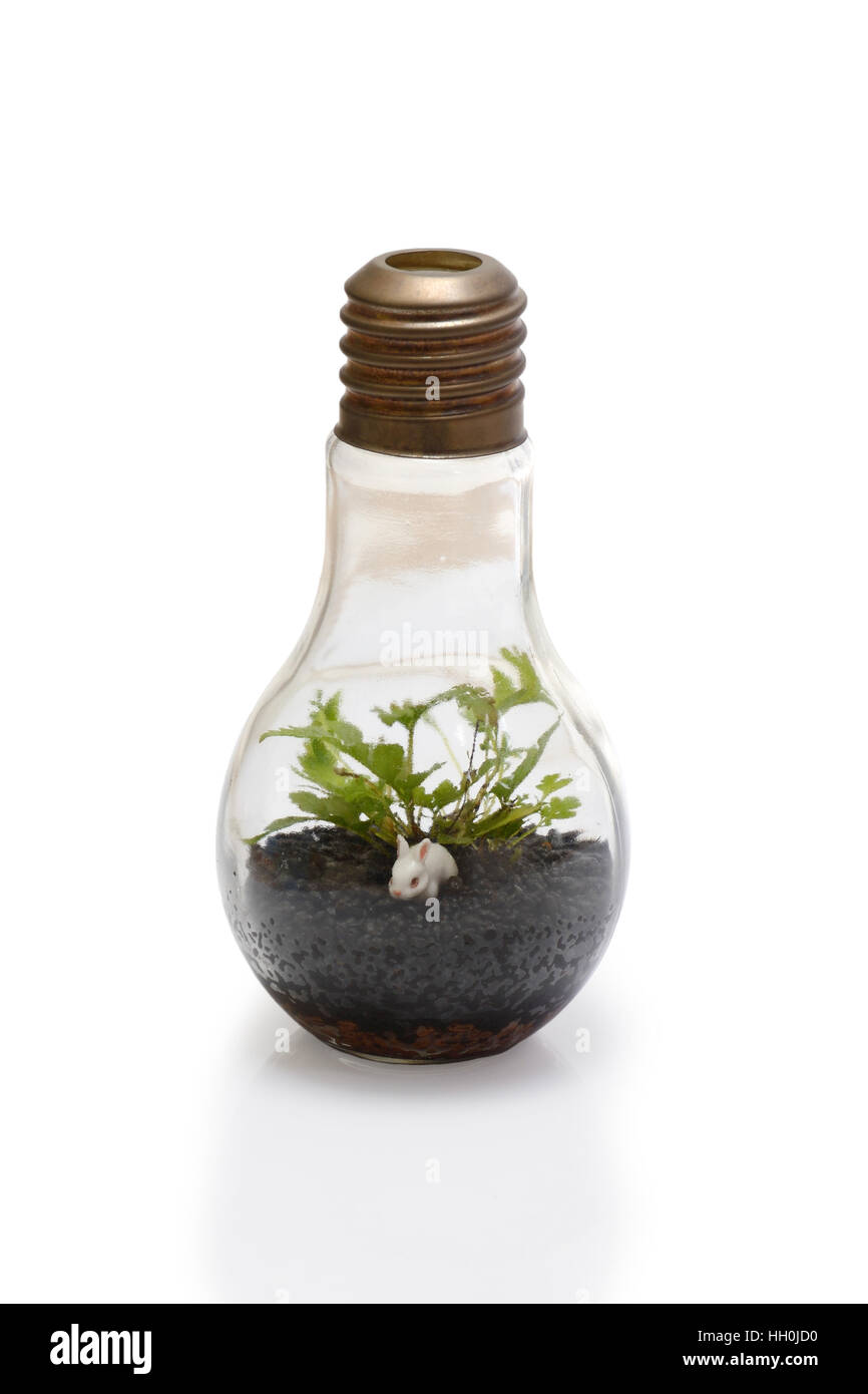 Terrarium in bulb shape on white background Stock Photo Alamy