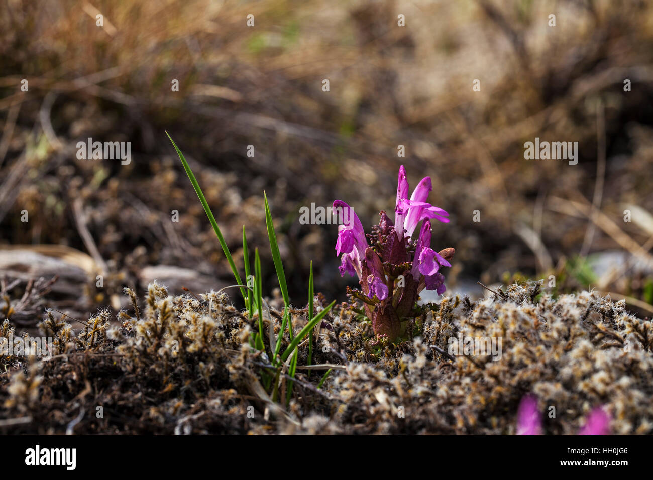 Lousewort Pedicularis sylvatica Grasspoint Isle of Mull Argyll and Bute Scotland UK Stock Photo