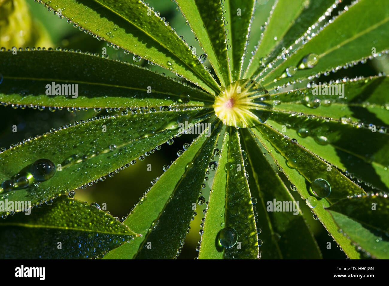 Lupin leaf with raindrops in hotel garden Vercors Regional Natural Park France Stock Photo