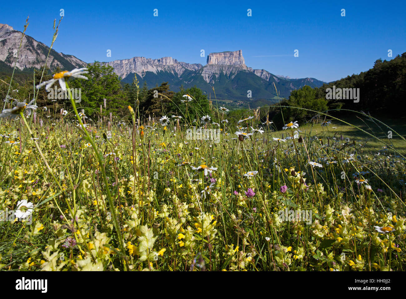 Wildlfower meadow with Mont Aiguille beyond near Chichilianne Vercors Regional Natural Park Vercors France Stock Photo