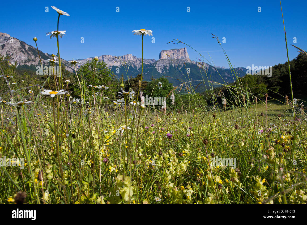 Wild flower meadow with Mont Aiguille beyond near Chichilianne Vercors Regional Natural Park Vercors France Stock Photo