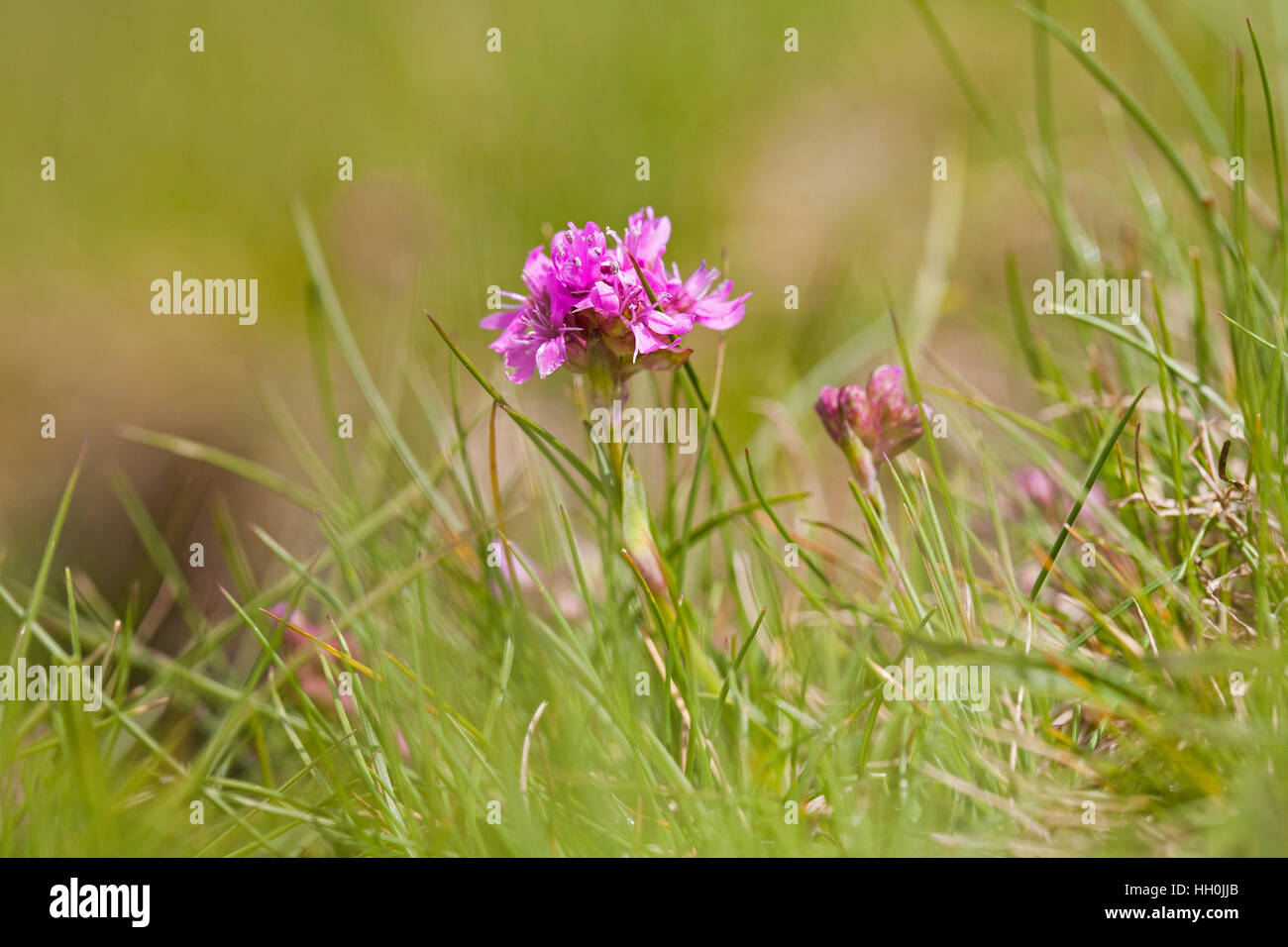 Alpina flowers hi-res stock photography and images - Page 8 - Alamy