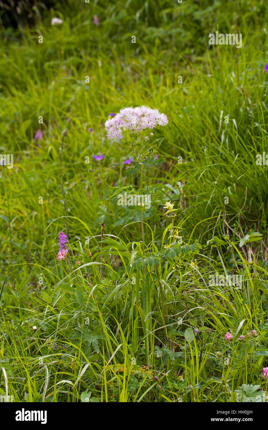Great meadow-rue Thalictrum aquilegifoliium growing on grassy bank Barrage des Gloriettes Vallee de Heas Hautes Pyrenees Pyrenees National Park France Stock Photo