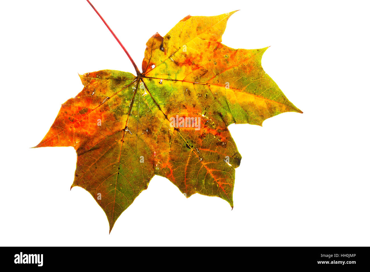 Norway maple Acer platanoides individual leaf on lightbox Ringwood Hampshire England UK October 2015 Stock Photo