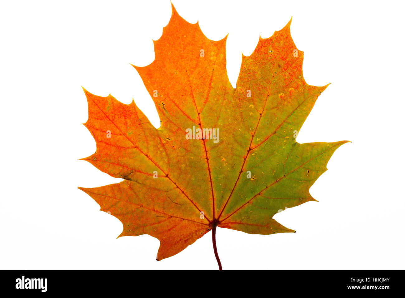 Norway maple Acer platanoides individual leaf on lightbox Ringwood Hampshire England UK October 2015 Stock Photo