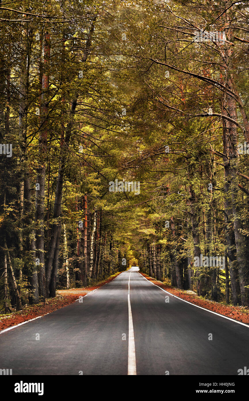 Autumn forest road stretches into the distance Stock Photo - Alamy