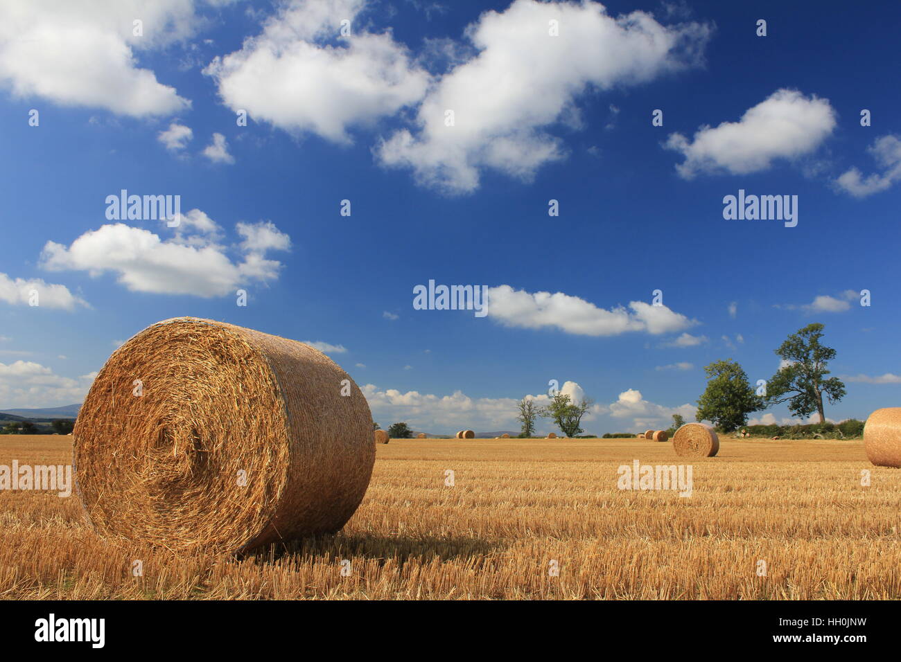 Straw bales in stubble field Stock Photo Alamy