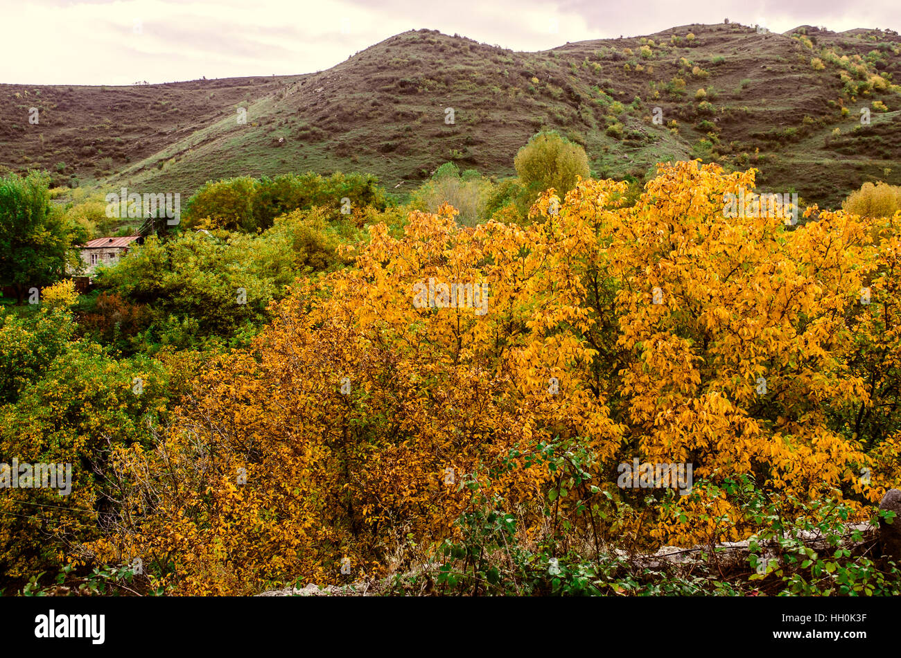 Mountain village in rainy autumn day with yellowed walnut tree Stock Photo