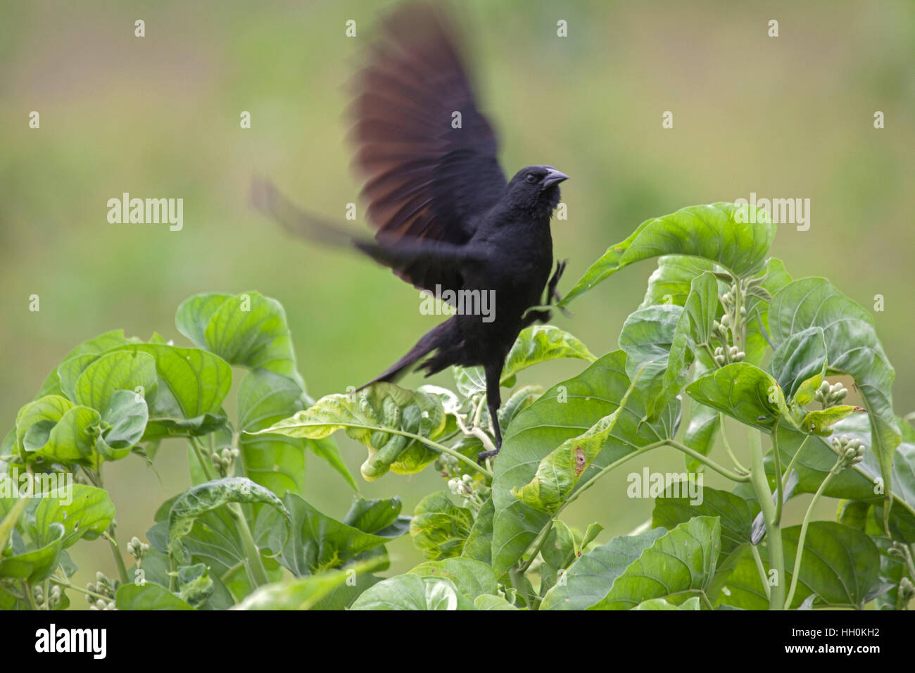 Chopi blackbird flying from bush in Brazil Stock Photo