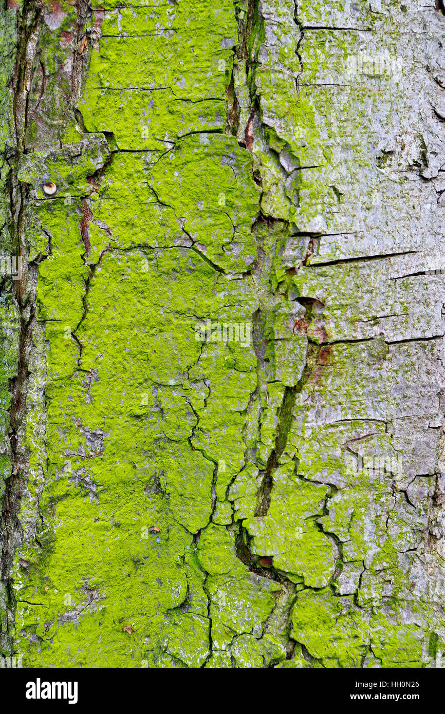 Tree bark Stock Photo