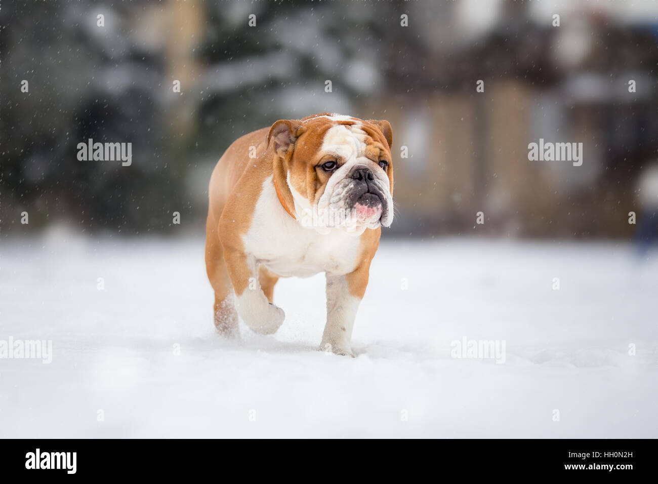 Snow hotsell white bulldogs