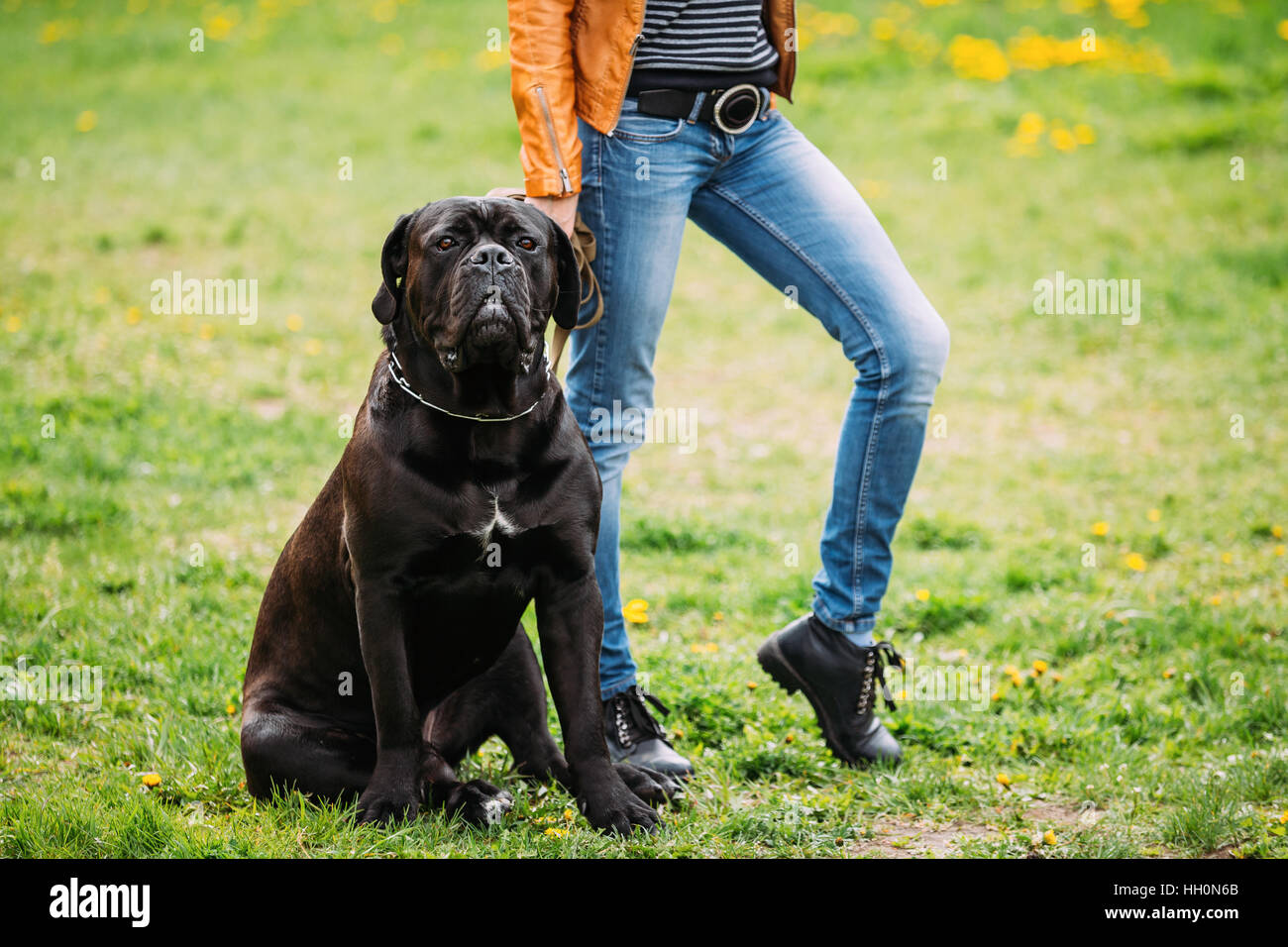 Black Young Cane Corso Dog Sit Near Owner On Green Grass