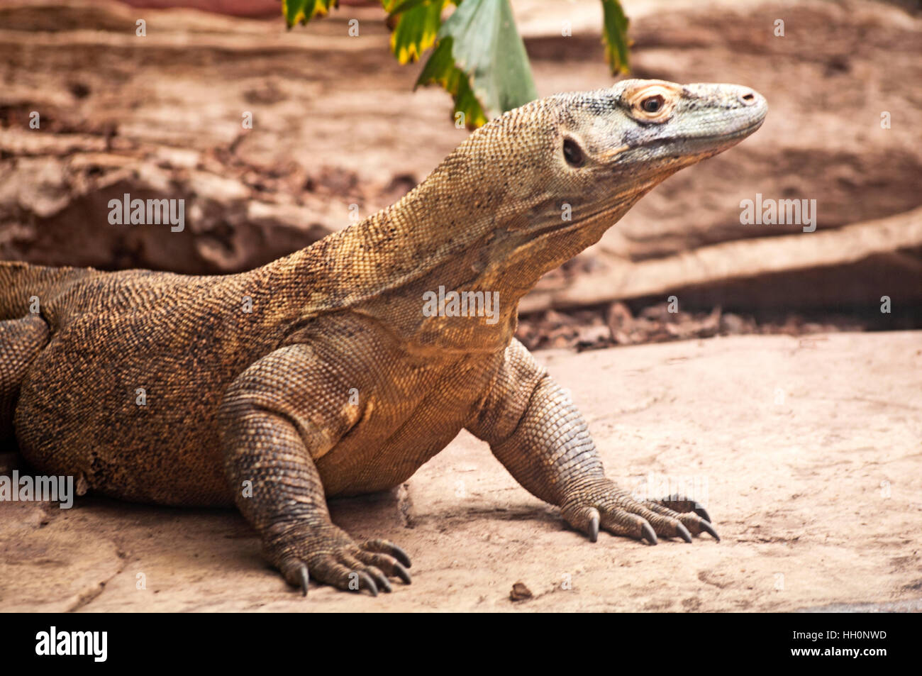 Komado Dragon, Varanus Komodoensis, Indonesia, Captive, Zoo, Captive Stock  Photo - Alamy