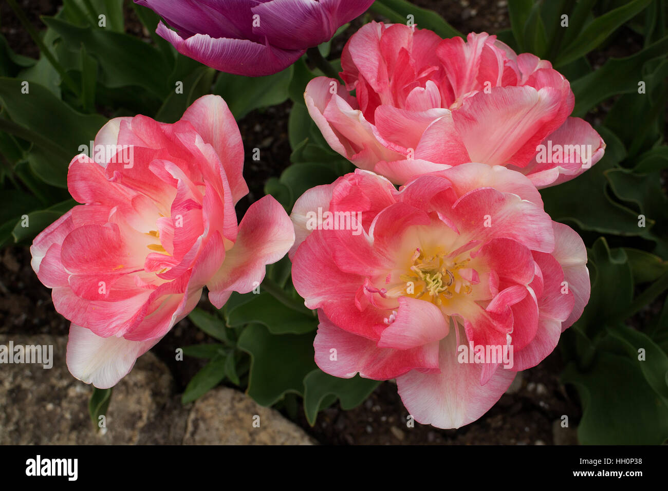 Pink tulips with flushes of cream (tulipa 'Angélique') Stock Photo
