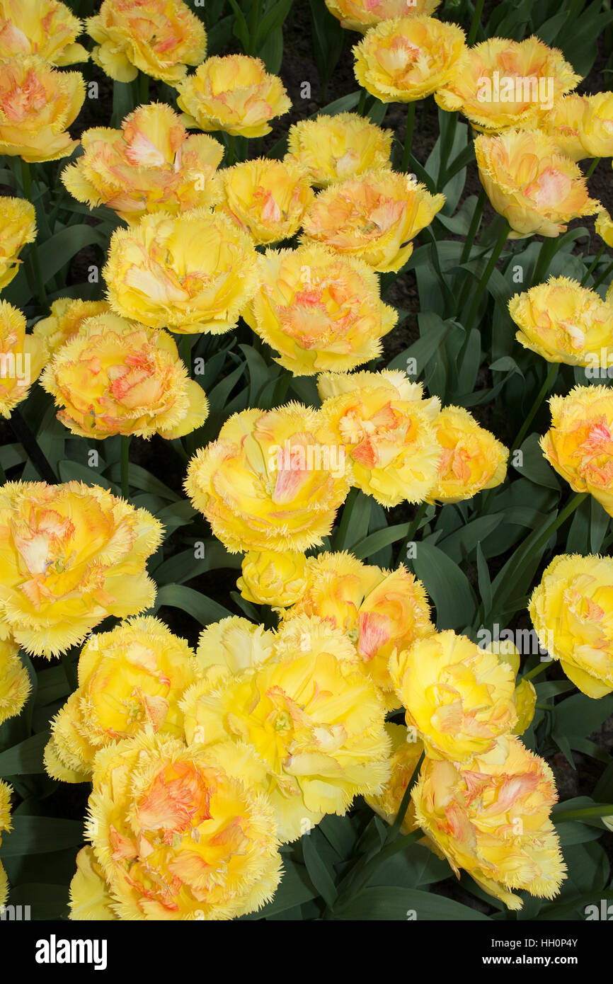 Tulip vaya con dios hires stock photography and images Alamy