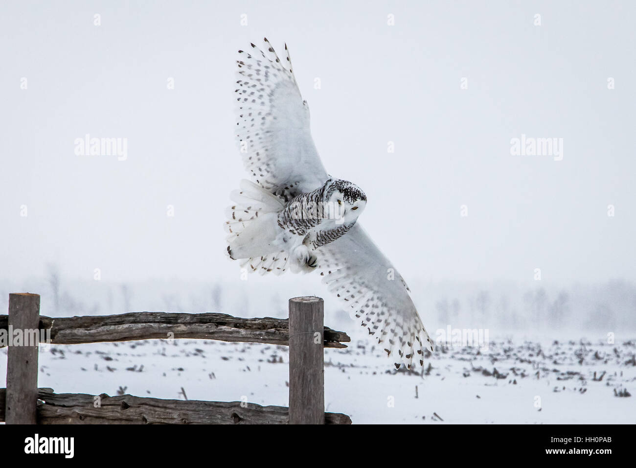 Snowy Owl 2017 Stock Photo